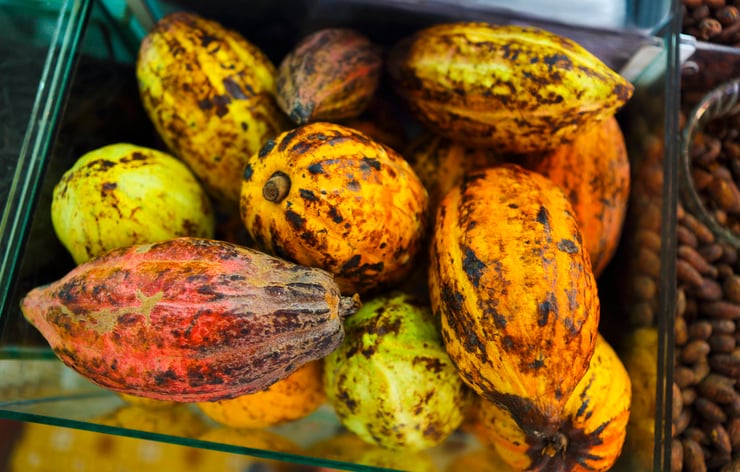 From cocoa farmer to chocolate maker: Mestiço’s Bean to Bar journey