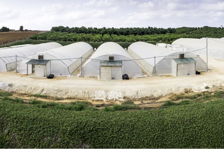 SimpliiGood-s-spirulina-farm.png