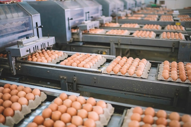 ‘How many male chicks would not have to suffer culling as a result?’ - Study shows that chick eggs can be sexed by scent