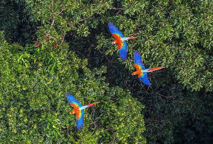 macawa-in-amazon-rainforest-RICARDO-STUCKERT.jpg