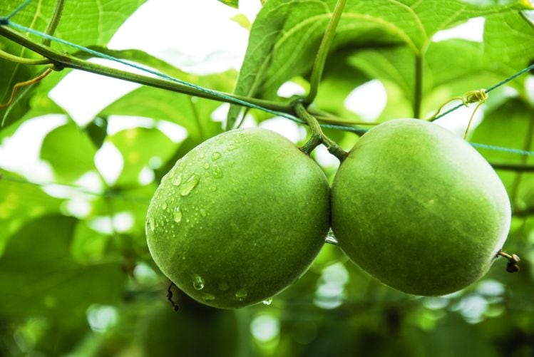 Monkfruit-shutterstock_475738498.jpg