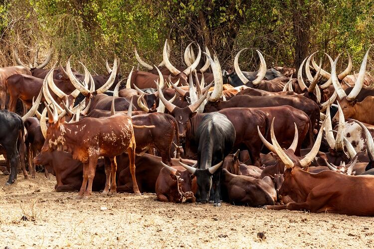 ankole-1001slide.jpg