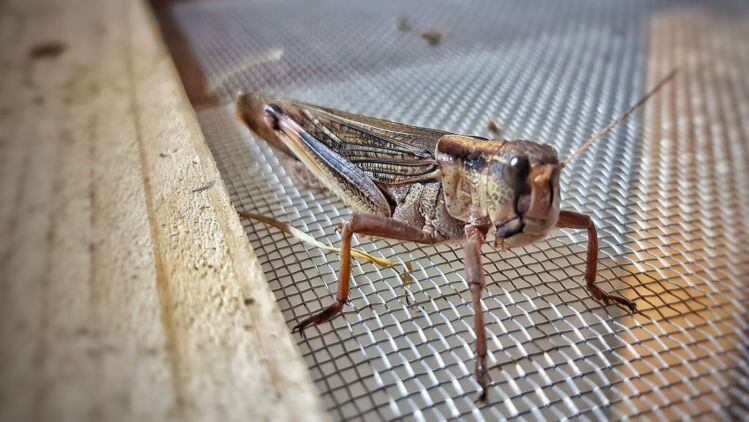 WATCH: Grasshoppers, not crickets, will drive the edible insect revolution, says Hargol Foodtech