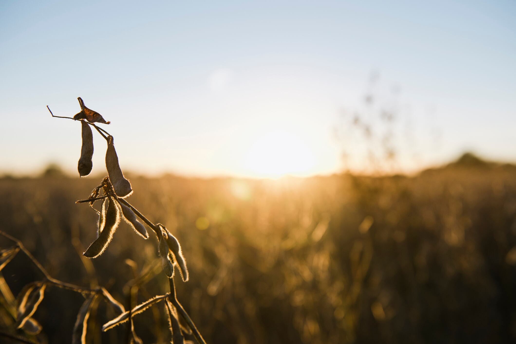 Soybeans at sunset