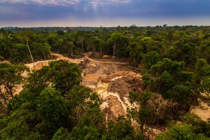 Food majors put weight behind plans to halt and reverse EU-driven deforestation