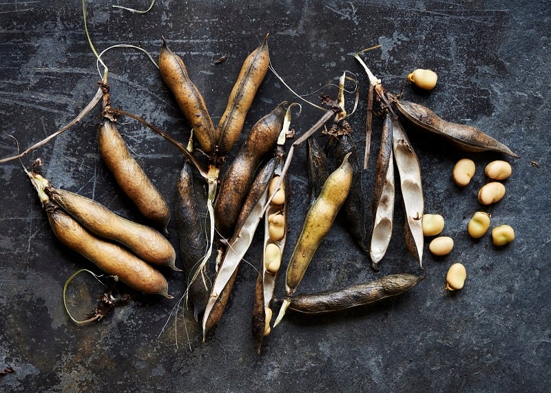 Full of beans: Hodmedod's discusses the growing appetite for grains and pulses