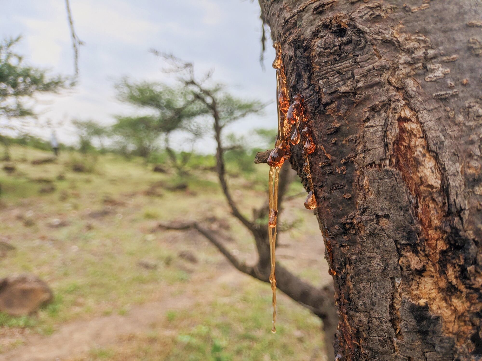 Acacia tree