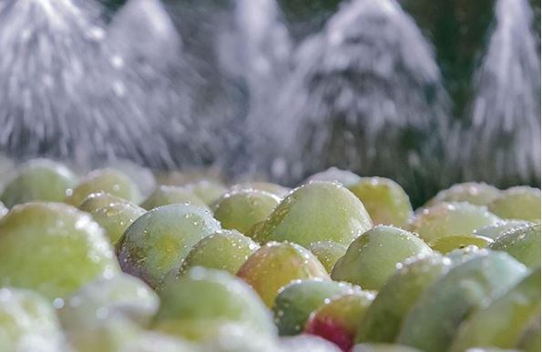 Peruvian start-up harnesses natural extracts to cut food waste