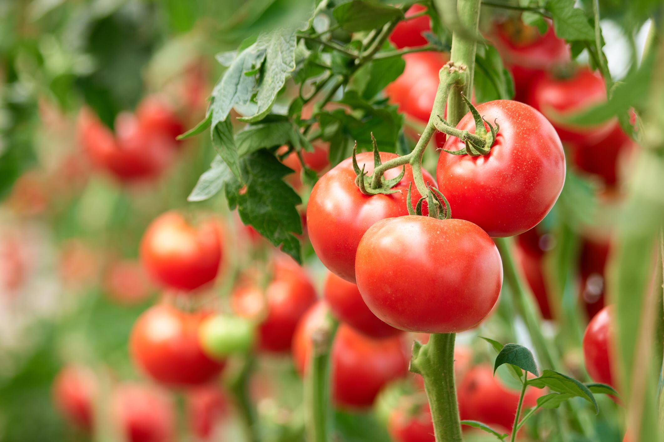 Greenhouse looks to sewage farms for future of sustainable food production