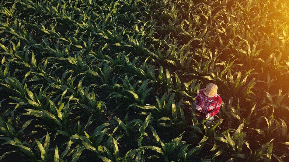 Brazil-to-have-record-setting-year-for-corn-production-thanks-to-rotational-farming-and-other-advances.jpg