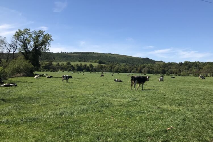 Project gets funding to develop digital dairy