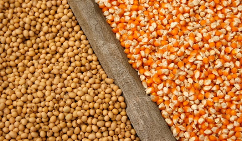Green Plains and Houdek look to unlock potential of fermented protein 