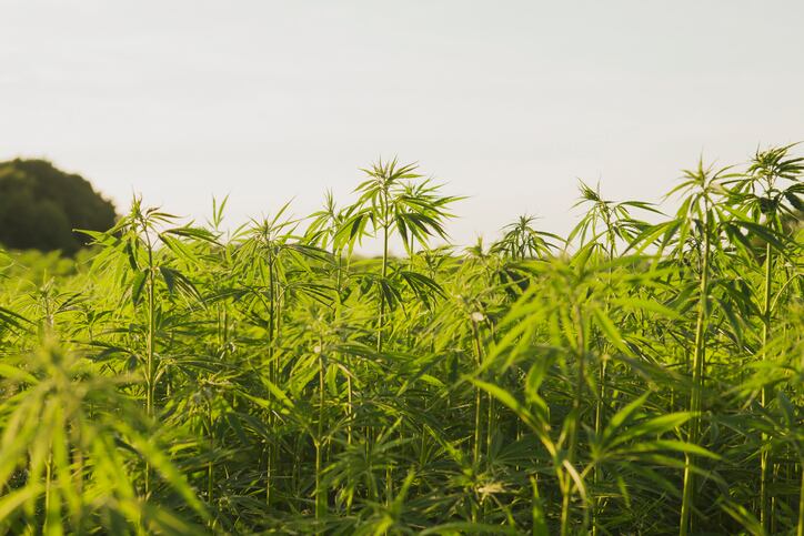 Views differ sharply on whether CBD legislation is best way to break logjam