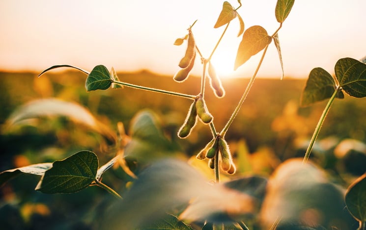 France launches €100m plant protein strategy: ‘We must regain agri-food sovereignty’