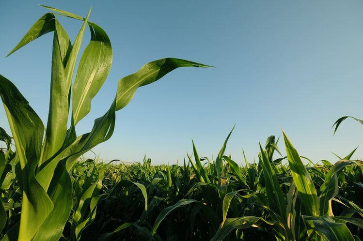 Is it more efficient to make ‘animal-free’ proteins in plants or fermentation tanks? Molecular farming co IngredientWerks emerges from stealth mode