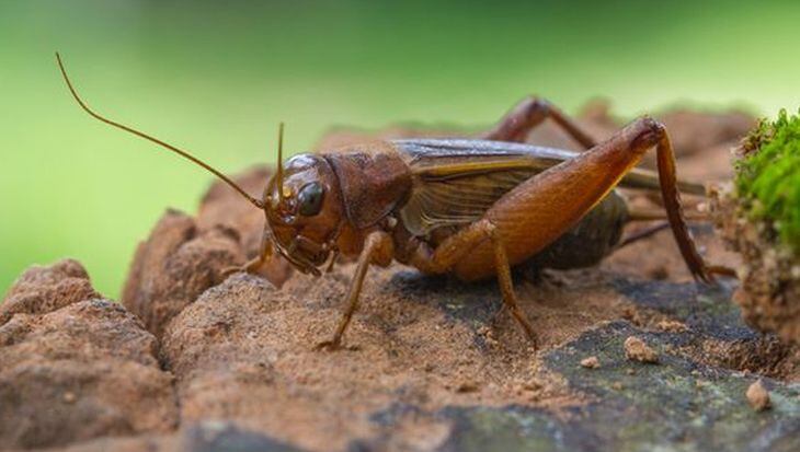 House-cricket-GettyImages-sirichai-raksue-cropped.jpg