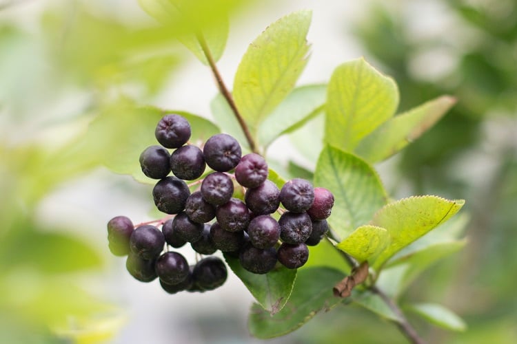 Heat-resistant-antioxidants-in-super-berry-to-enrich-convenience-segment.jpg
