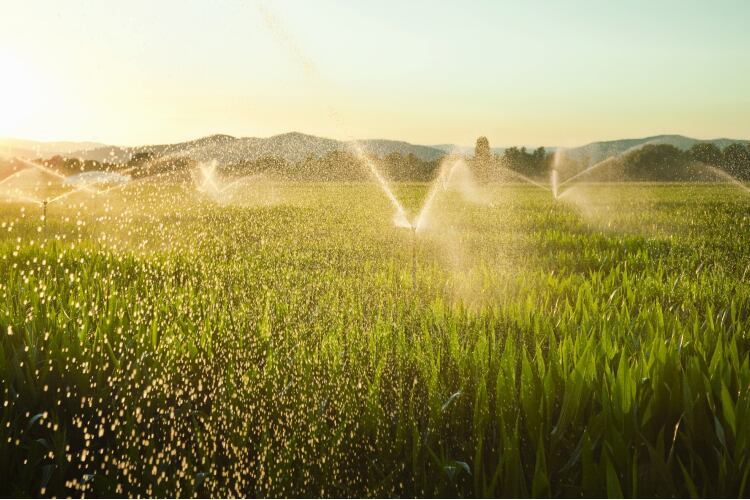 GettyImages-Kathrin-Ziegler-warer-crops-agriculture-corn-field.png