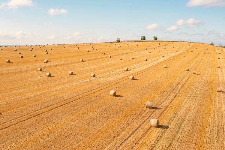 'The most important agent of disease in plants is fungi' - Fungal infections threaten the world’s supply chain