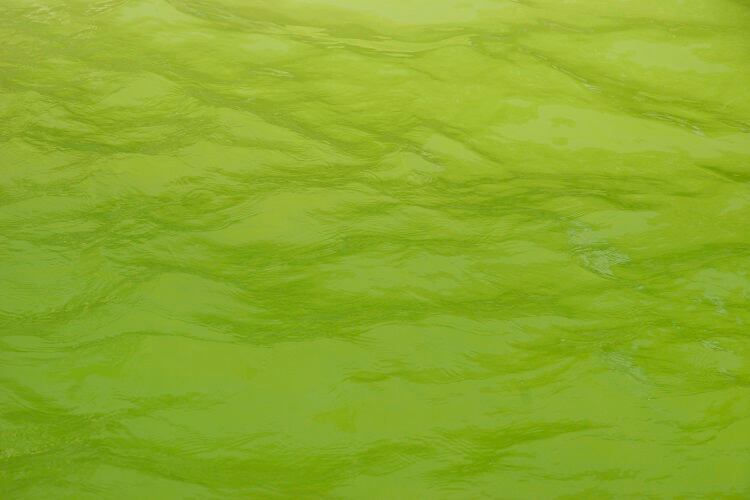 ‘Microalgae could be cultivated on Mars’: Experts detail less obvious benefits of algae production