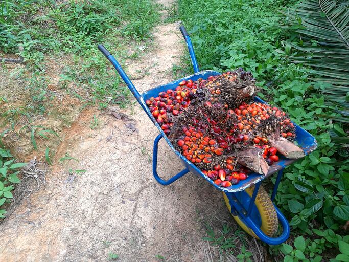 Palm-oil-in-wheelbarrow_GettyImages-duntaro.jpg