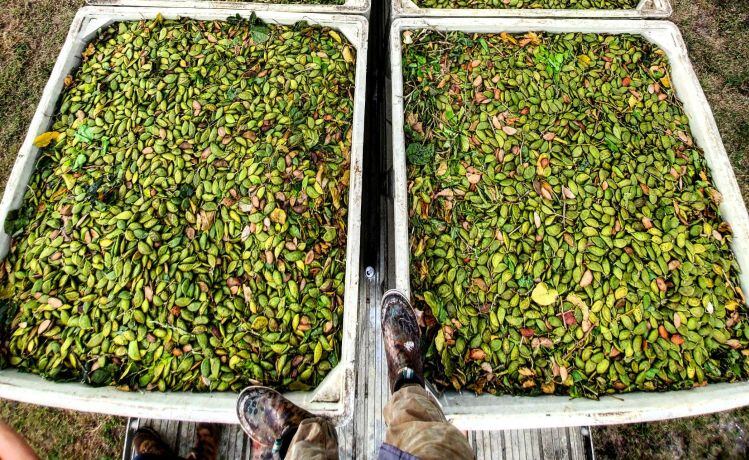 New kid on the plant-based block? TerViva to commercialize oils (2022) and proteins (2023) from Pongamia trees