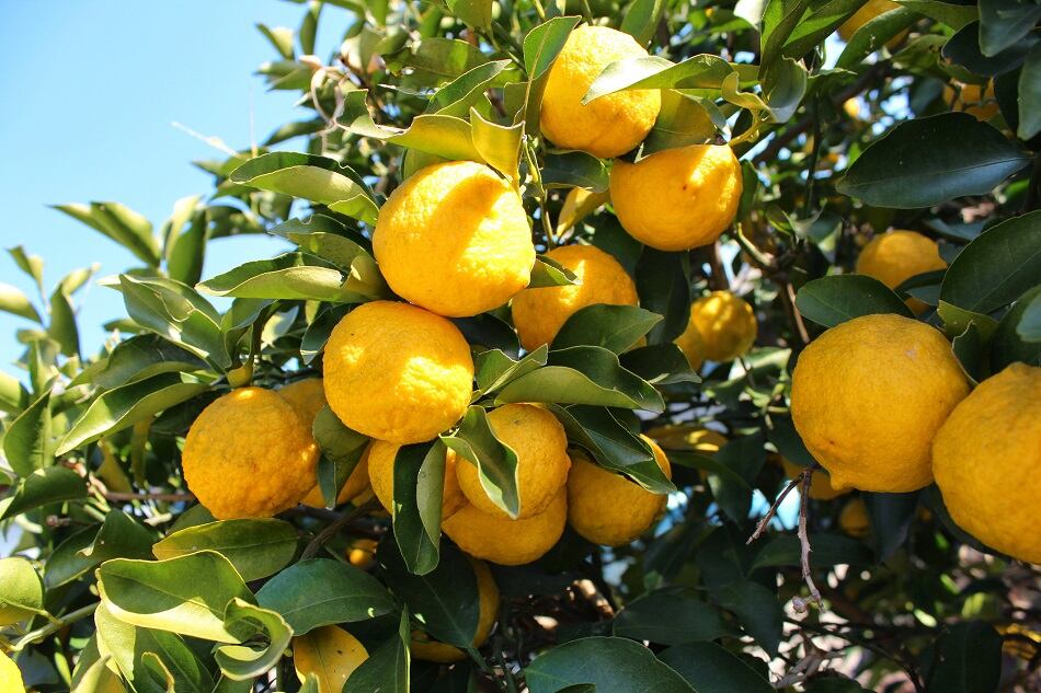 Firmenich-spotlights-ginger-and-yuzu-as-flavors-that-embody-the-spirit-of-the-times.jpg