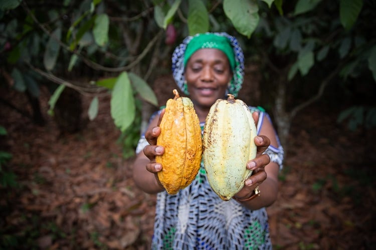 Why cocoa farmers don’t earn a living income
