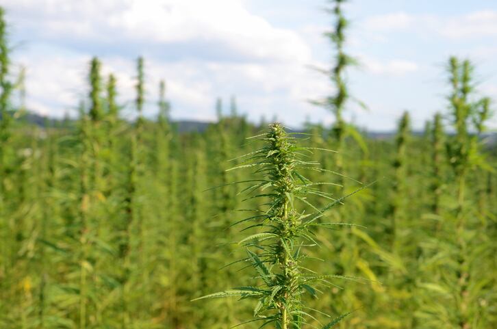 CBD-isolates-are-off-the-menu-for-now-but-what-about-hemp-extracts-And-should-you-mention-CBD-on-pack.jpg