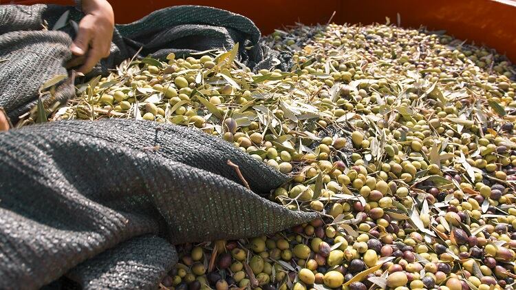 Flour upcycled from olive waste a ‘revolution’ for industry