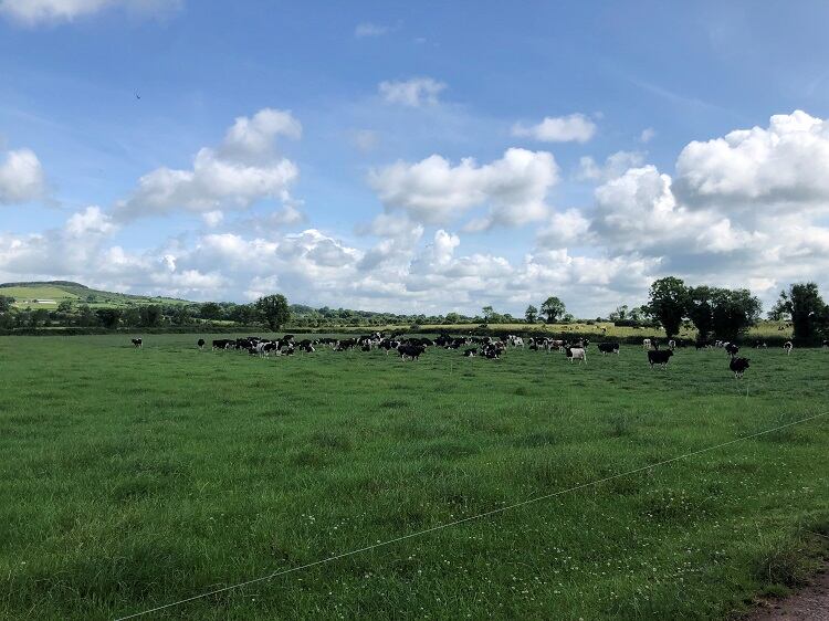 far-away-cows.jpg
