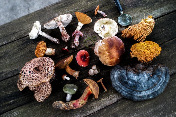 Fungi-ingredients-shaping-up-to-be-big-winners-in-2020-market-snapshot-reveals.jpg