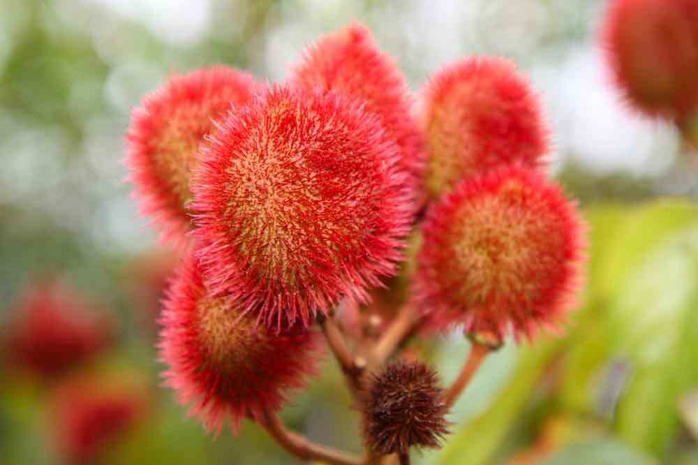 annatto-FMC-BioPolymer.jpg