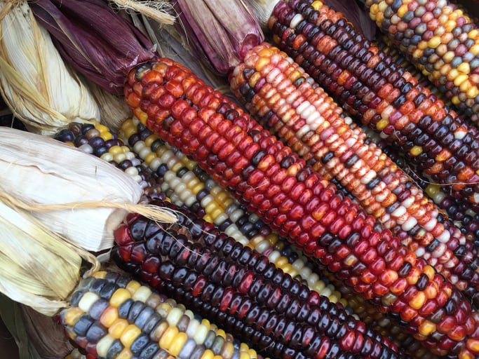 Sin Maíz No Hay País: Mexican law seeks to protect native corn