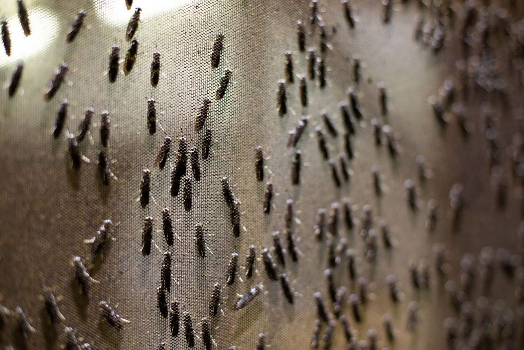 From hurdles to heights: Maltento's journey in insect biotechnology