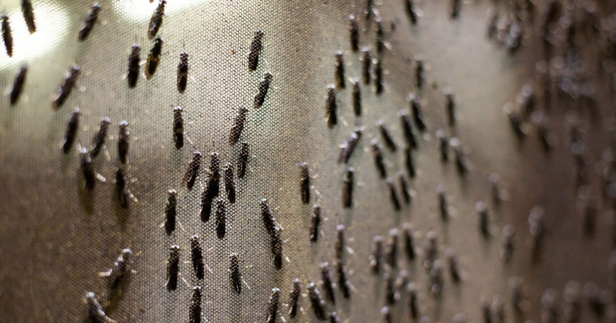 Marranto Insect Maltento focused on insect innovation for pet and aqua feed