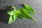 stevia-istock-dirkr.jpg