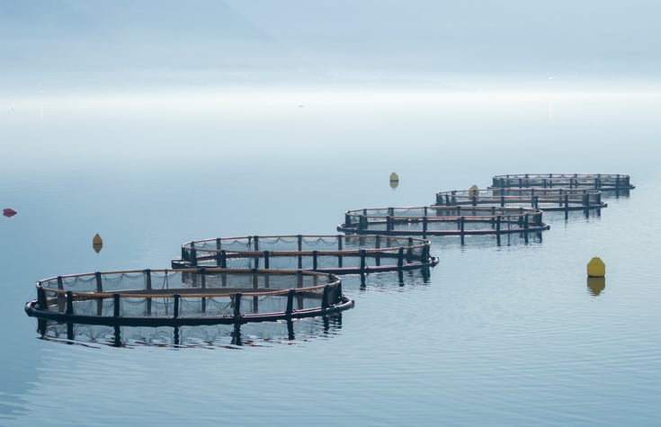 Report reveals ‘hidden cost’ of salmon farming