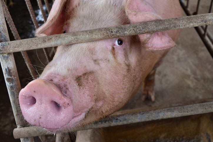 Higher-organic-animal-welfare-standards-one-step-closer-after-court-sides-with-Organic-Trade-Association.jpg