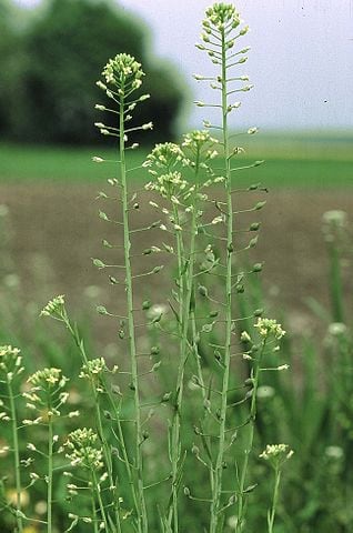 Camelina_sativa_Creative-Commons-Fornax.jpg