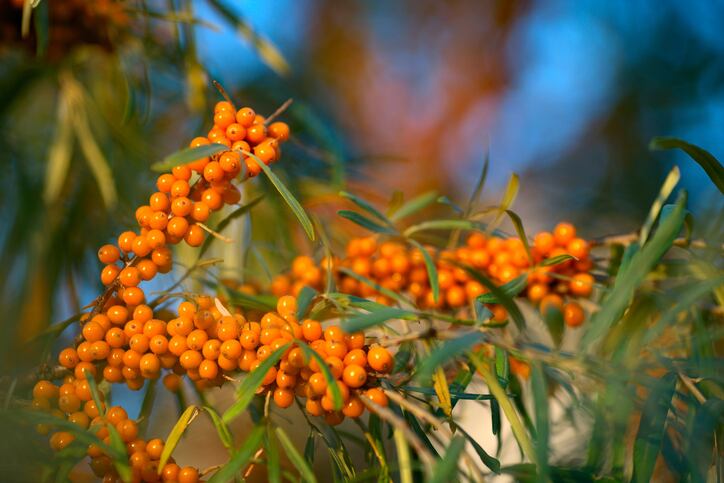 Fermenting sea buckthorn optimises health benefits: study