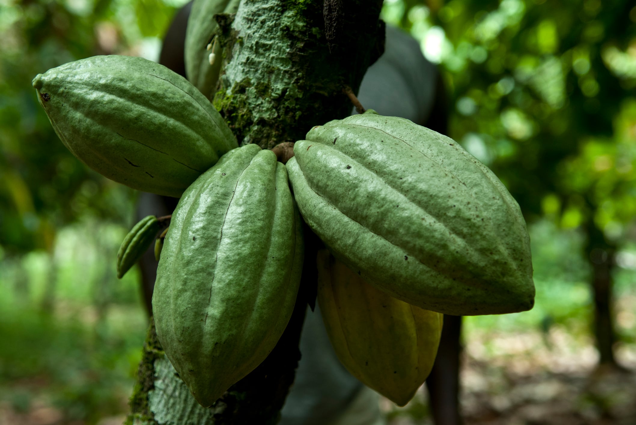 three  fruits  of cocoa attached to a cocoa  tree.