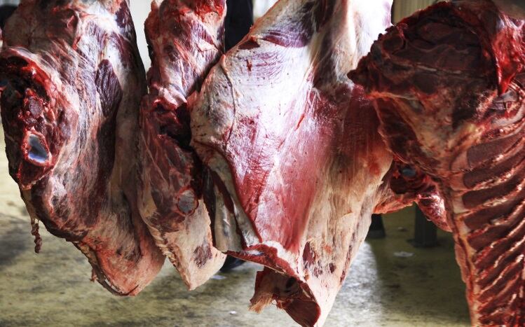 Polish sick cow slaughter triggers Scandinavian probes