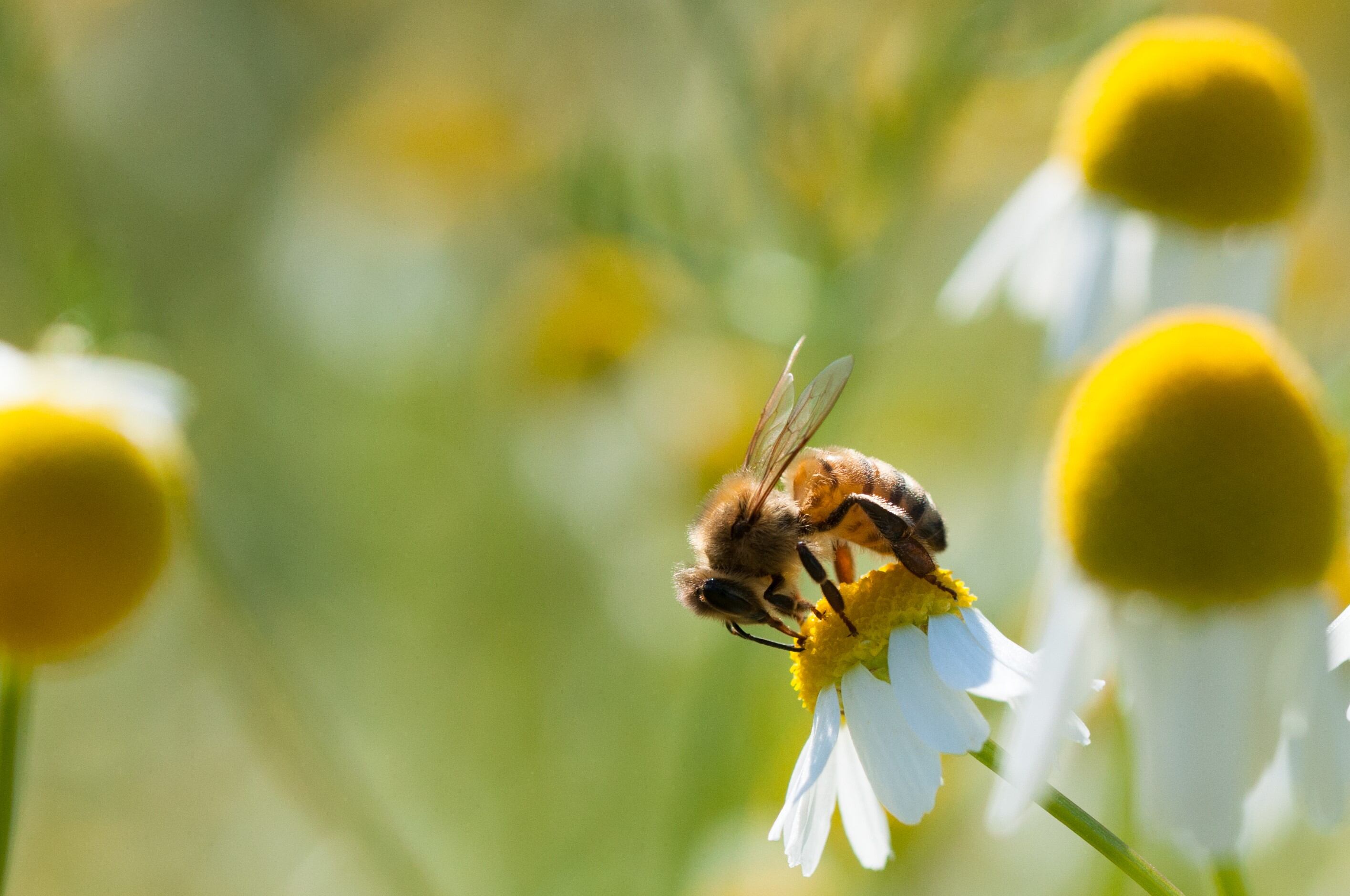 Protecting biodiversity ‘crucial’ to fighting hunger: IFAD