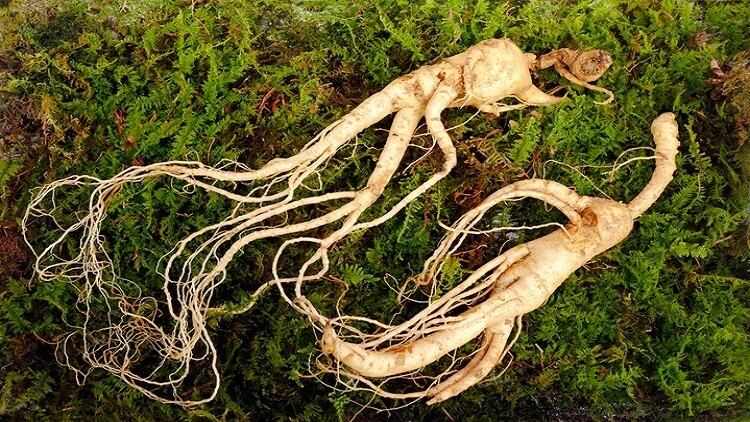 Review: Specific ginseng compound may improve exercise endurance in healthy adults
