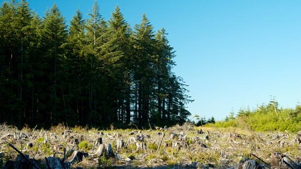 How can the food industry accelerate action on deforestation? 