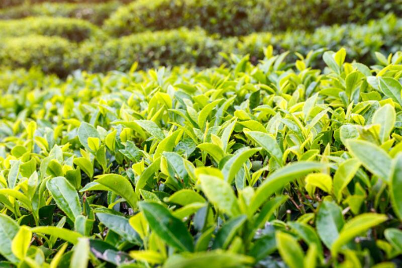 Bottled opportuni-tea: China’s traditional tea sector must overcome stiff competition and price barriers to expand exports