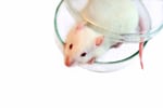 mouse-istock-Maria-Bibikova.jpg