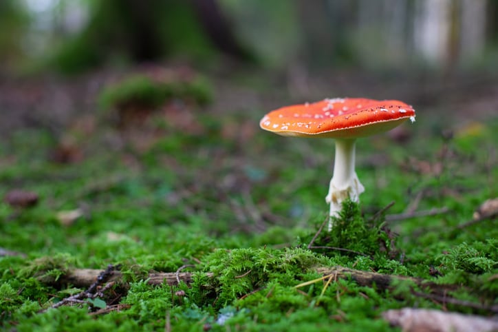 Scottish scientists to develop new carbon negative food source