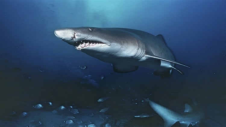 Import-and-re-export-of-shark-meat-banned-in-the-UAE-as-part-of-conservation-efforts.jpg